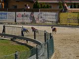 Golden Rabbit European Sandtrack-Derby Th. Ernst (167)